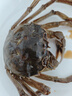 陸龍兄弟花雕生醉蟹 開(kāi)蓋即食大規(guī)格醉河蟹 非熟醉蟹寧波上海風(fēng)味冷凍水產(chǎn) [冷凍]5A醉蟹1680g約6只大規(guī)格 曬單實(shí)拍圖