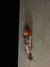輝創(chuàng)別克昂科威雨刮器原裝昂科威雨刷原廠雨刮片151617181920款雨刷器 昂科威（2014-2021款）前雨刷 曬單實拍圖