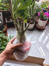 十色沙漠玫瑰十年以上特大老樁四季開花多肉植物室內(nèi)陽臺喜陽綠植 六色開六種顏色十年苗根粗8-10CM 帶盆栽好 曬單實(shí)拍圖