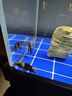 樂淘逸寵蘇門答臘虎魚印尼虎魚蘇虎四紋包肚包脖高檔龍魚配魚 練手雜紋蘇虎8-9cm3條發(fā)順豐 曬單實拍圖