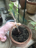 稀有三角梅新品四季開(kāi)花幼苗盆栽陽(yáng)臺好養花 變色龍【包對版成活+肥料】 八年生枝條扦插成活【花開(kāi)滿(mǎn)樹(shù)】 曬單實(shí)拍圖