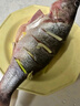 鮮活沖浪河鱸魚400-500g/條 曬單實(shí)拍圖