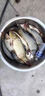 【德國正品】DMPT誘魚(yú)餌料釣魚(yú)小藥鯽鯉魚(yú)鰱鳙海釣野釣黑坑通殺餌 【白瓶基礎款】1瓶 曬單實(shí)拍圖