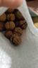 云南今年新貨野生老樹核桃紙皮薄皮孕婦黑桃薄殼干黑桃零食無(wú)漂 云南新貨薄皮核桃1斤-大樹普通果 曬單實(shí)拍圖