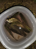 小鳳仙二代全自動綁鉤器釣魚綁鉤器電動子線綁勾多功能綁鉤工具 【電池款】手握式綁鉤器白色 曬單實(shí)拍圖