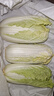 云南高原娃娃菜新鮮蔬菜生鮮乾隆白菜早餐火鍋必備產地直發(fā) 淺黃色 新鮮娃娃菜3顆裝*3包 曬單實拍圖