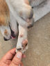 狼孩兒泰迪狗狗糧10斤成犬幼犬狗糧40斤泰迪小型犬天然糧20斤  5kg牛肉四拼糧(高營養(yǎng)10斤） 曬單實(shí)拍圖