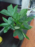 格調(diào)生活大號發(fā)財樹室內(nèi)三桿陶瓷盆陽臺辦公好養(yǎng)綠植盆栽花卉招財寓意植物 大號發(fā)財樹+金紅吉祥如意陶瓷盆 帶盆栽好 曬單實拍圖