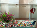 泰國斗魚(yú)活魚(yú)小型冷水觀(guān)賞魚(yú)小魚(yú)耐活好養淡水魚(yú)專(zhuān)用魚(yú)缸活體公母 隨機顏色2條斗魚(yú)【一公一母】 曬單實(shí)拍圖