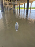 小鳳仙改良金袖魚鉤有無刺成品進(jìn)口子線雙鉤鯽魚袖鉤 4號(hào)鉤+子線0.6/0.8 曬單實(shí)拍圖