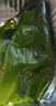 海芝寶榮成海帶 有機(jī)深海小海帶2斤 包飯涼拌涮鍋煲湯火鍋 聚餐  曬單實拍圖