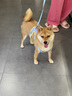 貝初眾狗狗牽引繩狗狗胸背帶中小型犬狗繩牽引繩小狗胸背遛狗繩泰迪貓咪 【牽引組合】星海霧藍(lán)+1.5米扁繩 S（建議3-6斤內(nèi)寵物） 【透氣胸背帶】拒絕潮濕悶熱 曬單實(shí)拍圖
