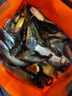 小鳳仙納米魚漂套裝高靈敏加粗醒目野釣浮漂L-NA三支加粗尾淺水套裝 曬單實拍圖