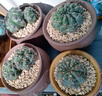 仙人球緋花玉開(kāi)花帶花苞仙人掌類多肉綠植物桌面花卉小盆栽 花仙子直徑6-8厘米 不含盆 曬單實(shí)拍圖