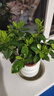綠有意 綠植花卉辦公室客廳桌面盆栽擺件簡約創(chuàng)意網紅北歐綠植ins云朵盆 梔子花+甜甜圈PET樹脂盆+托盤+肥料 北歐風格網紅綠植 曬單實拍圖