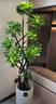 臨雅拍照選貨鴨腳木綠植客廳大盆栽發(fā)財(cái)樹室內(nèi)植物凈化空氣落地好養(yǎng) 造型鴨腳木1.5-1.6+白色方形盆 曬單實(shí)拍圖