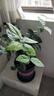 開時果 茉莉花盆栽濃香型 桌面綠植物陽臺花卉樹苗盆景擺件源頭直發(fā)包郵 精品茉莉花5-10株【加侖盆】 曬單實拍圖