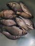 中逵立即爆護(hù)冬季釣鯽魚(yú)餌料野釣專用濃腥紅蟲(chóng)蛋白鯉魚(yú)草鳊魚(yú)食料 立即爆護(hù)腥400g+香400g 曬單實(shí)拍圖