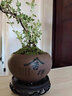 盆景懸崖老樁重瓣陽(yáng)臺(tái)六月雪花卉植物室內(nèi)綠植好養(yǎng)活的盆栽綠植 紅花六月雪+舍得陶瓷盆+底托【熱賣】 帶盆栽好 曬單實(shí)拍圖