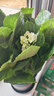 花翁繡球花苗盆栽花卉綠植八仙花源頭直發(fā) 粉色40cm高+加侖盆 曬單實拍圖
