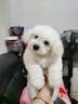 淮爵比熊幼犬寵物狗狗活體小狗幼崽活物白色小型犬比熊犬茶杯卷毛 寵物級 曬單實(shí)拍圖