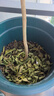 紫藤花樹苗四季開花爬藤綠植物紫藤蘿花卉盆栽陽臺庭院室內(nèi)外圍墻 美國藤【盆栽苗】 粗度1cm（高度70cm） 曬單實拍圖