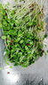 新鮮【香椿】芽苗菜可食用香椿苗香春苗冷藝新鮮蔬菜苗菜擺盤裝飾 特嫩香椿苗200克一盒裝 曬單實(shí)拍圖