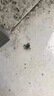 施琪爾蜘蛛殺蟲劑家用室內(nèi)非無(wú)毒驅(qū)蟲殺防紅蜘蛛專用藥臥室去除蜘蛛餌劑 兩盒裝【體驗(yàn)使用版】 曬單實(shí)拍圖