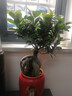 四季常青耐寒榕樹(shù)造型樹(shù)樁盆景苗室內植物人參榕小葉榕樹(shù)盆栽綠植  人參榕40高一顆 曬單實(shí)拍圖