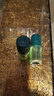 馥綠德雅三相固發(fā)育發(fā)精華液5.5ml*8*2護(hù)發(fā)安瓶防掉發(fā) 煥活頭皮 曬單實(shí)拍圖