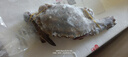 舟山梭子蟹鮮活特大野生大螃蟹新鮮冷凍海鮮水產(chǎn)海蟹飛蟹白蟹順豐 7-9兩/只【5斤凈重 特大肥壯】 曬單實拍圖