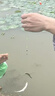 溪流小物線組小魚克星釣鳑鲏石斑白條專用秋田狐釣組成品綁好魚鉤 0.6號(hào) 盒裝2.1米2組+送漂1只+5付鉤 曬單實(shí)拍圖