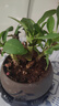 開時(shí)果 鐵海棠盆栽帶花發(fā)貨 虎刺梅四季開花卉植物盆景綠植源頭直發(fā)包郵 【鐵海棠】舍得紫砂盆+圓底托 曬單實(shí)拍圖