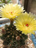 萌卉植開(kāi)花仙人球帶花苞多肉植物帶盆陽(yáng)臺庭院盆栽室內辦公室綠植緋花玉 青王丸6-7cm 【帶花苞】 簡(jiǎn)易盆發(fā)貨 曬單實(shí)拍圖