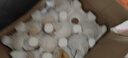 河北鴨梨新鮮10斤應(yīng)當季水果現(xiàn)摘正宗水晶酥白梨雪梨整箱包郵梨子 凈重5斤實惠中果 曬單實拍圖