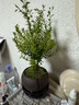 八芽 小葉赤楠盆景擺件室內(nèi)綠植花卉盆栽老樁客廳辦公室桌面好養(yǎng)植物 （【熱銷款】舍得紫砂盆赤楠+苔蘚+底座） 曬單實(shí)拍圖