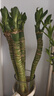 【帶根富貴竹轉(zhuǎn)運(yùn)竹龍竹】招財(cái)水培植物客廳彎竹開(kāi)運(yùn)竹子盆栽花卉 50-55cm多頭龍竹--6支 曬單實(shí)拍圖