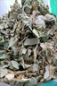 北京同仁堂廣西大葉金錢草500g新貨農(nóng)戶曬干小葉金錢草干金錢草 茶進(jìn)石出-金錢草500g 曬單實(shí)拍圖