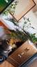 八芽文竹盆栽植物室內(nèi)客廳中式禪意盆景好養(yǎng)綠植辦公室擺件創(chuàng)意花卉 禪意盆文竹-含密胺托盤 帶盆栽好 曬單實拍圖