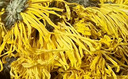 茗愿菊花茶【約70朵完整大花】金絲皇菊胎菊黃山貢菊特茶級花草茶25g 曬單實(shí)拍圖