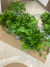 雙盟綠蘿盆栽除甲醛花卉綠植辦公室180款加侖自吸水盆8盆裝源頭直發(fā) 曬單實(shí)拍圖