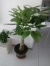 臨雅的花園大型發(fā)財(cái)樹盆栽室內(nèi)客廳招財(cái)高級(jí)感落地喬遷之喜懶人好養(yǎng)活風(fēng)水樹 獨(dú)桿發(fā)財(cái)樹1-1.2米+福字盆 曬單實(shí)拍圖