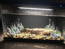 米家（MIJIA）智能生態(tài)魚(yú)缸還原自然生態(tài) 智能魚(yú)缸+濾芯套裝 曬單實(shí)拍圖