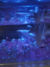 創(chuàng)寧魚(yú)缸加熱棒自動(dòng)恒溫 烏龜缸加熱器 加溫棒變頻加熱棒 魚(yú)缸恒溫器 200W【【推薦小缸、龜缸用】支持低水位】 曬單實(shí)拍圖