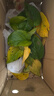 雙盟綠蘿盆栽除甲醛花卉綠植辦公室新房凈化空氣180加侖2盆裝源頭直發(fā) 曬單實(shí)拍圖