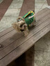 OIMG狗狗救生衣寵物泳衣小型犬夏季游泳衣比熊柯基浮力衣柴犬玩水衣服 S碼（建議體重5-10斤） 曬單實拍圖