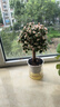 金枝玉葉多肉植物組合盆栽綠植花卉水培水養(yǎng)精品高端冷門(mén)稀有老樁 早安吸水盆+金枝玉葉 獨(dú)桿（高22-30cm） 曬單實(shí)拍圖