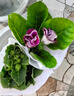 泰西絲無(wú)盡夏繡球花苗盆栽開(kāi)花卉綠植寒室內陽(yáng)臺庭院老樁鮮花 無(wú)盡夏繡球 含加侖盆 曬單實(shí)拍圖