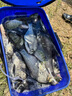領(lǐng)路人刺客巨物魚(yú)竿手竿鰱鳙大物魚(yú)竿超硬青鱘無(wú)鉛拖釣8.1m 7H19調 曬單實(shí)拍圖