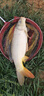云飛魚500米進(jìn)口魚線主線強(qiáng)拉力大物釣魚線子線海桿專用耐磨尼龍線漁具 新升級(jí)黃金線500米1卷(高檔盒裝) 3號(hào) 曬單實(shí)拍圖
